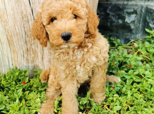 Minyatür Poodle görsel