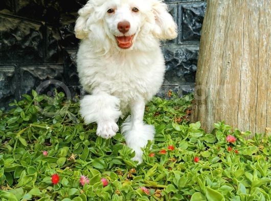 Beyaz Toy Poodle Bebekler görsel
