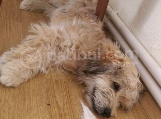 Terrier görsel