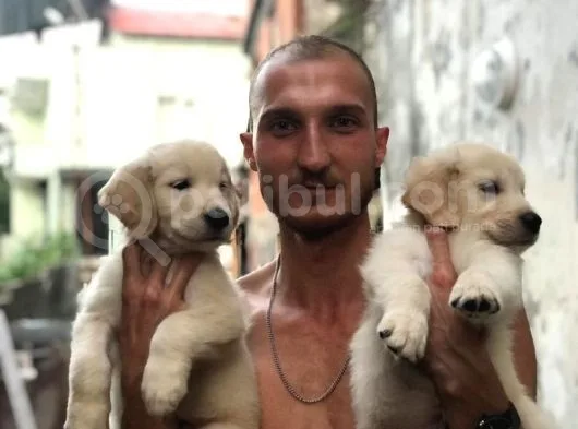Golden Köpek Yavrusu