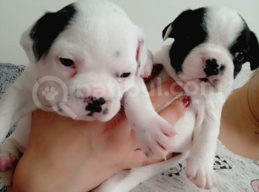 French Bulldog Yavrular  görsel