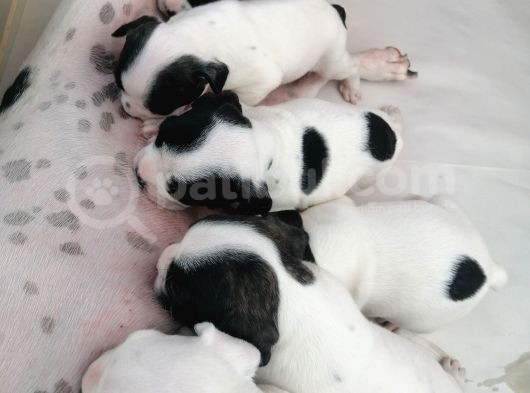 French Bulldog Yavrular  görsel