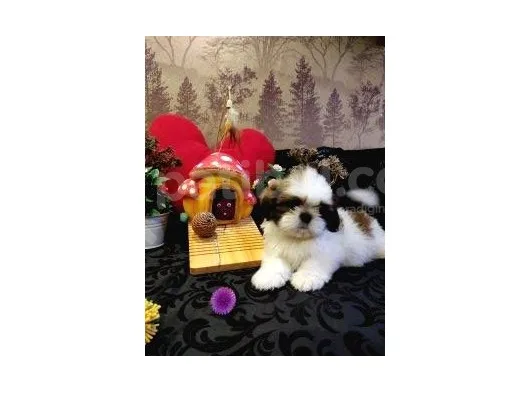 A Kalite Shih-Tzu Yavrularımız Gelmiştir