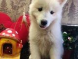 A Kalite Samoyed Yavrularımız Gelmiştir