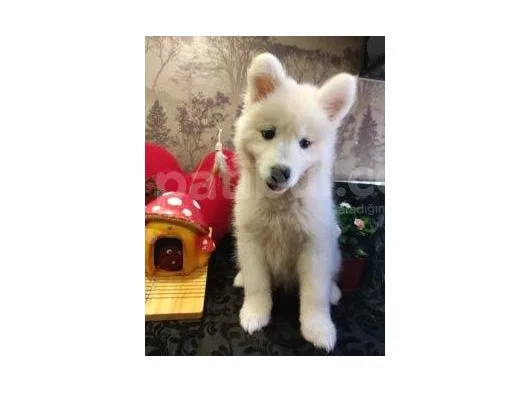 A Kalite Samoyed Yavrularımız Gelmiştir