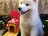 A Kalite Samoyed Yavrularımız Gelmiştir