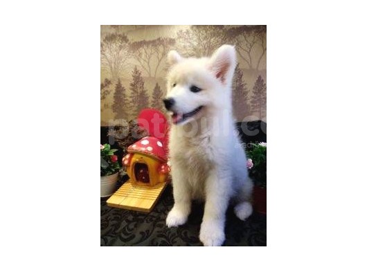 A Kalite Samoyed Yavrularımız Gelmiştir görsel