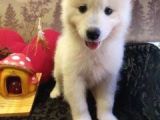 A Kalite Samoyed Yavrularımız Gelmiştir