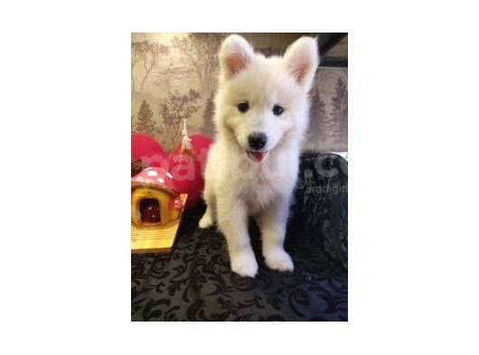 A Kalite Samoyed Yavrularımız Gelmiştir görsel