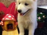 A Kalite Samoyed Yavrularımız Gelmiştir