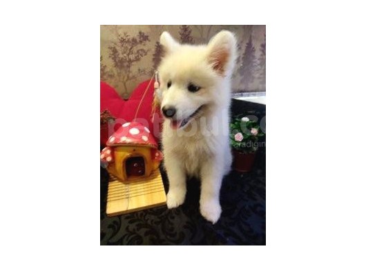 A Kalite Samoyed Yavrularımız Gelmiştir görsel