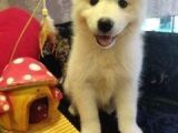 A Kalite Samoyed Yavrularımız Gelmiştir