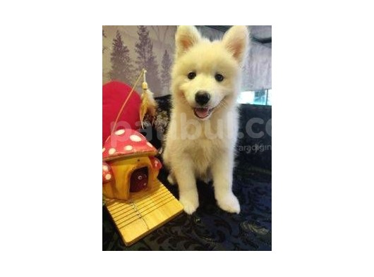A Kalite Samoyed Yavrularımız Gelmiştir görsel