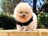 Safkan Ve Sağlıklı Pomeranian Boo Yavrularımız