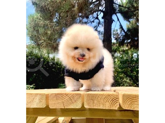 Safkan Ve Sağlıklı Pomeranian Boo Yavrularımız görsel