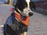 Tam  Bi̇r Ev Köpeği̇