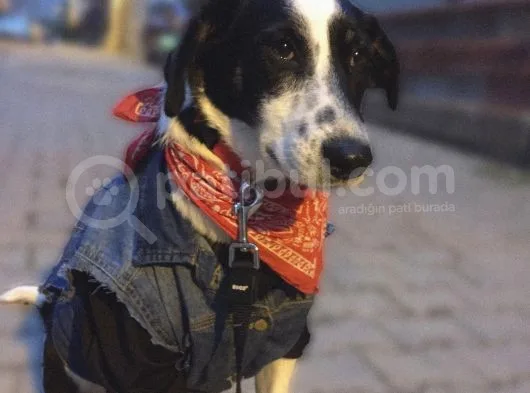 Tam  Bi̇r Ev Köpeği̇