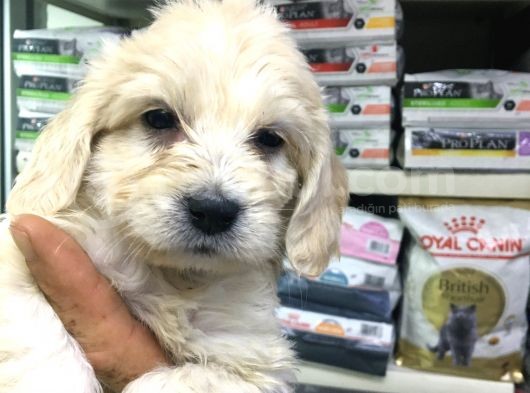 Maltese Terıyer Yavrular görsel