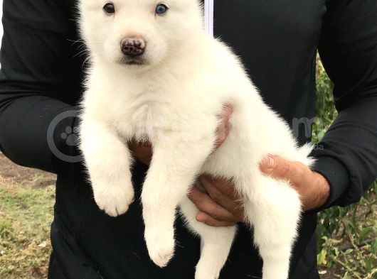 Husky  Yavrular görsel