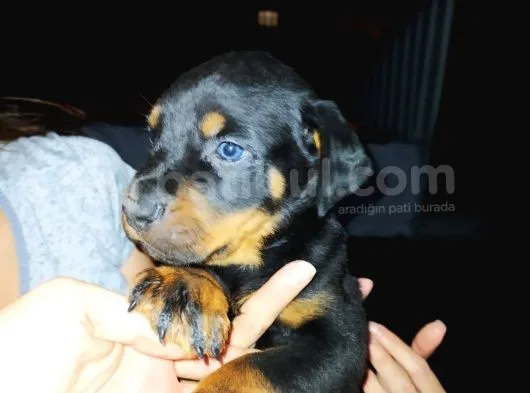 Rottweiler Yavruları