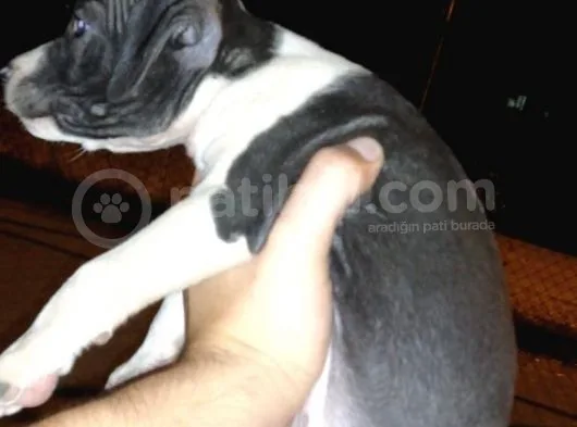Ne Besliceğini Bilen İnsanlar Yazarsa Sevinirim Pitbull