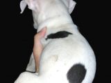 Ne Besliceğini Bilen İnsanlar Yazarsa Sevinirim Pitbull