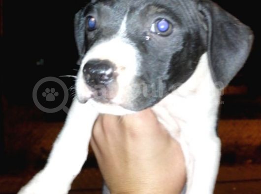 Ne Besliceğini Bilen İnsanlar Yazarsa Sevinirim Pitbull görsel