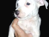 Ne Besliceğini Bilen İnsanlar Yazarsa Sevinirim Pitbull