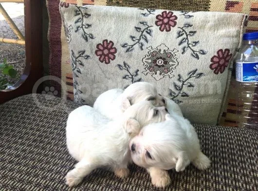 Adanadan Maltese Terrier Yavrular