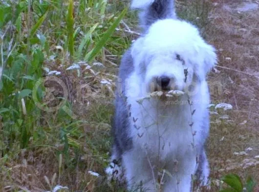 Bobtail 