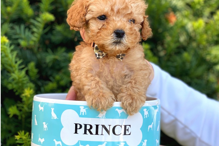 XS Teacup Apricot Poodle Yavrumuz