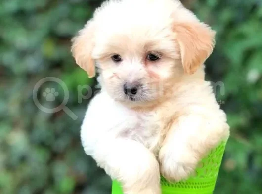 Orjinal Maltipoo Bebeklerimiz Kalite Burada