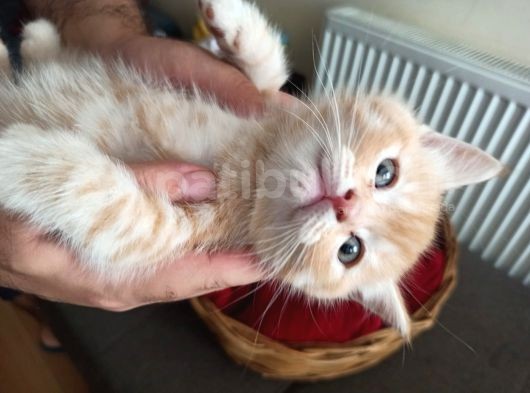 British Shorthair görsel