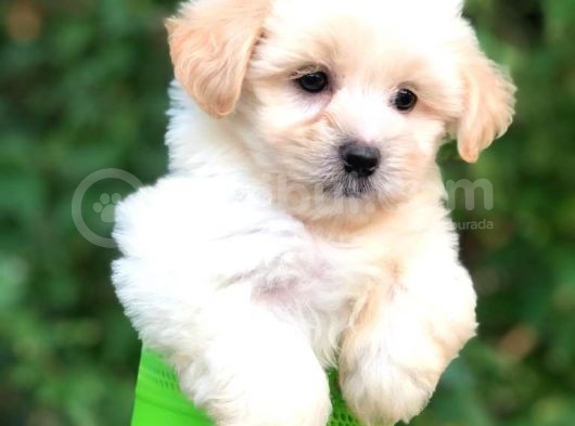 Orjinal Maltipoo Bebeklerimiz Kalite Burada görsel