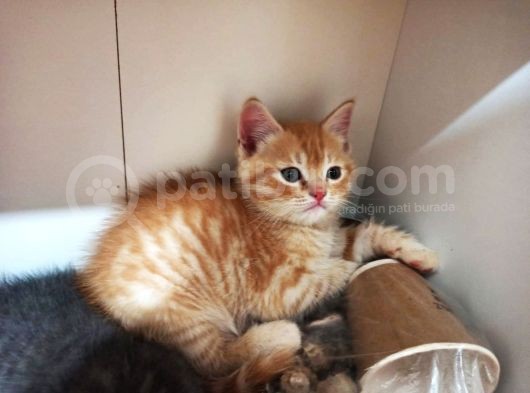 British Shorthair görsel