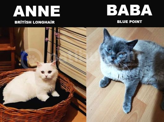 British Shorthair görsel