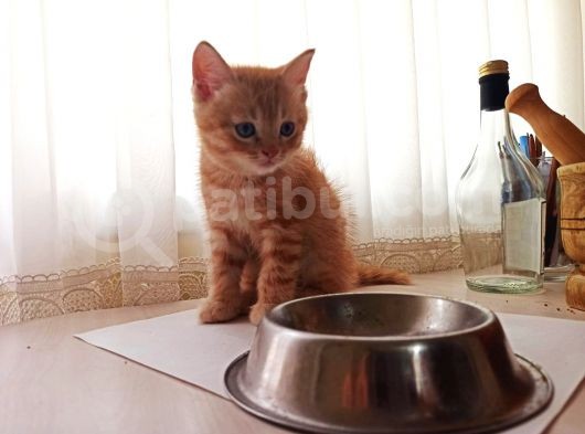 British Shorthair görsel