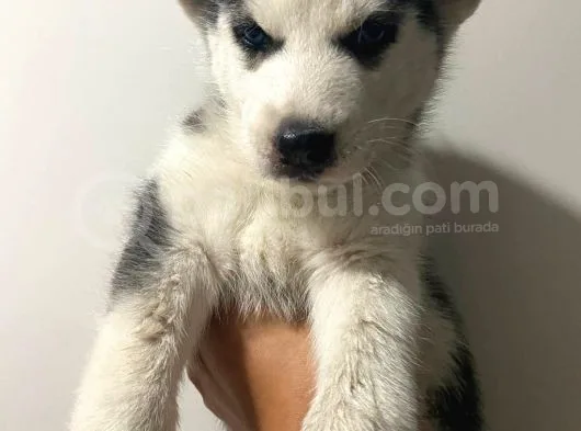 Orjinal Husky Bebekler Kalite Burada