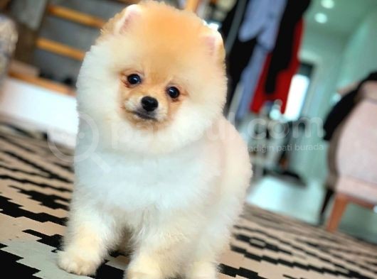 En İyi Kalıte Tcup Pomeranian Yavrularımız görsel