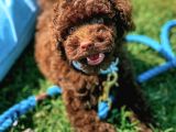 Chocolate Poodle Disi Yavrumuz