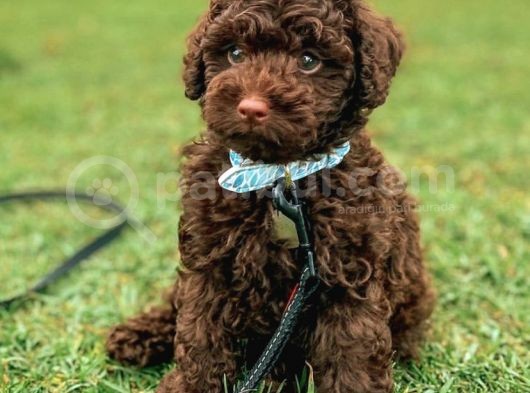 Chocolate Poodle Disi Yavrumuz görsel