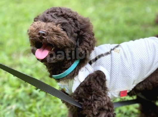 Safkan Brown Poodle Yavrumuz görsel