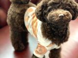 Safkan Brown Poodle Yavrumuz
