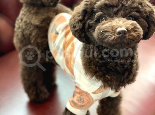 Safkan Brown Poodle Yavrumuz görsel