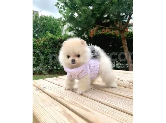 Safkan Ve Sağlıklı Pomeranian Boo Yavrularımız