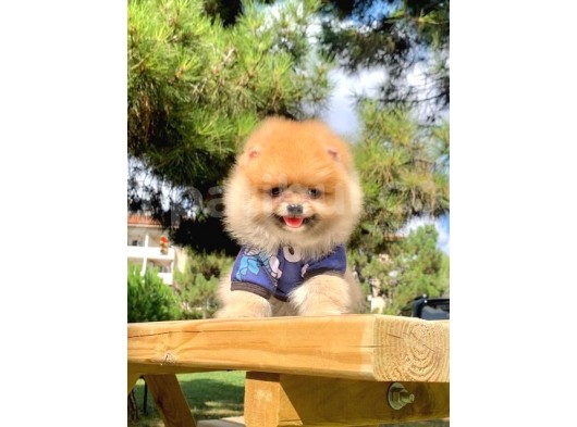 Safkan Ve Sağlıklı Pomeranian Boo Yavrularımız görsel