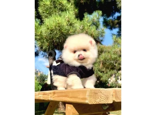 Safkan Ve Sağlıklı Pomeranian Boo Yavrularımız