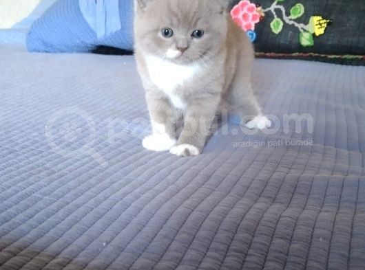 Safkan Bicolor Scottish Fold Yavrularımız Doğdu görsel