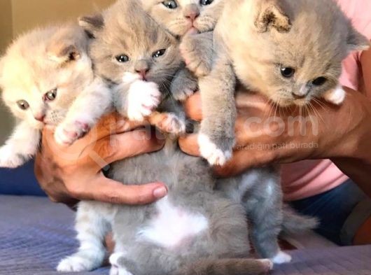 Safkan Bicolor Scottish Fold Yavrularımız Doğdu görsel