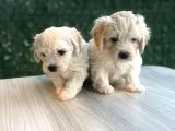 Orijinal Maltese Terrier Yavrularımız
